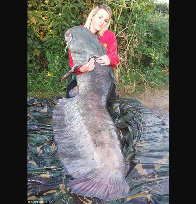 Kirstin Hole, 20 tuổi, đã “hạ đo ván” một con cá da trơn khổng lồ nặng tới 120lbs (tức hơn 54,4 kg), phá kỷ lục câu được cá nước ngọt lớn nhất nước Anh.